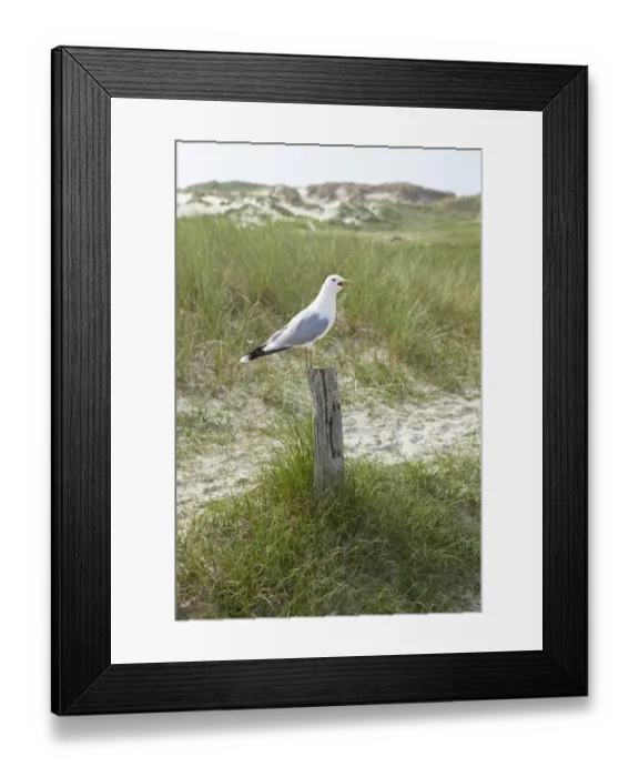 Framed Print : Common Gull -Larus canus-, Amrum Island, North Friesland, Schleswig-Holstein, Germany, Europe Framed Print : Common Gull -Larus canus-, Amrum Island, North Friesland, Schleswig-Holstein, Germany, Europe