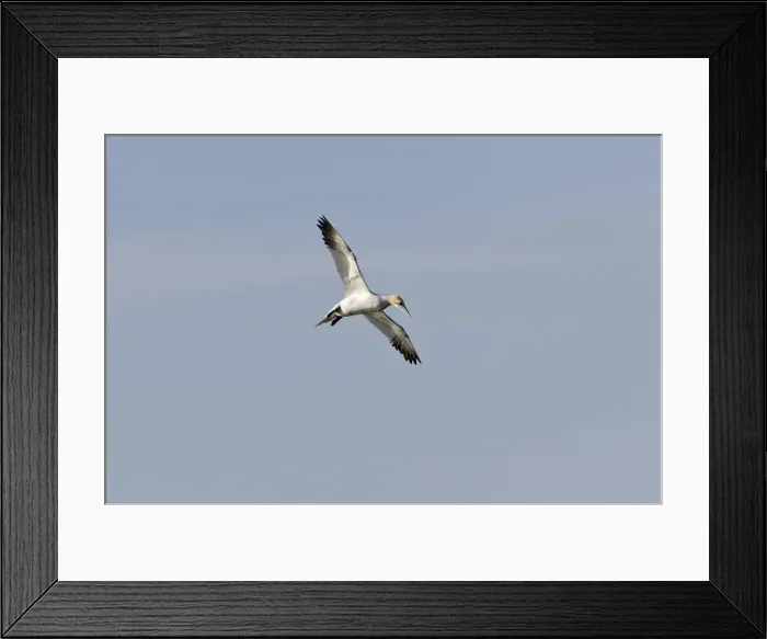 Framed Print : Great Egret -Ardea alba-, in flight during snowfall, North Hesse, Hesse, Germany Framed Print : Great Egret -Ardea alba-, in flight during snowfall, North Hesse, Hesse, Germany