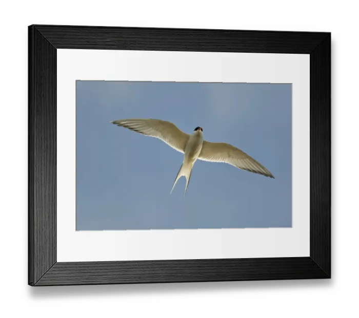 Framed Print : Arctic Tern -Sterna paradisaea-, in flight, Kopasker, Iceland, Europe Framed Print : Arctic Tern -Sterna paradisaea-, in flight, Kopasker, Iceland, Europe