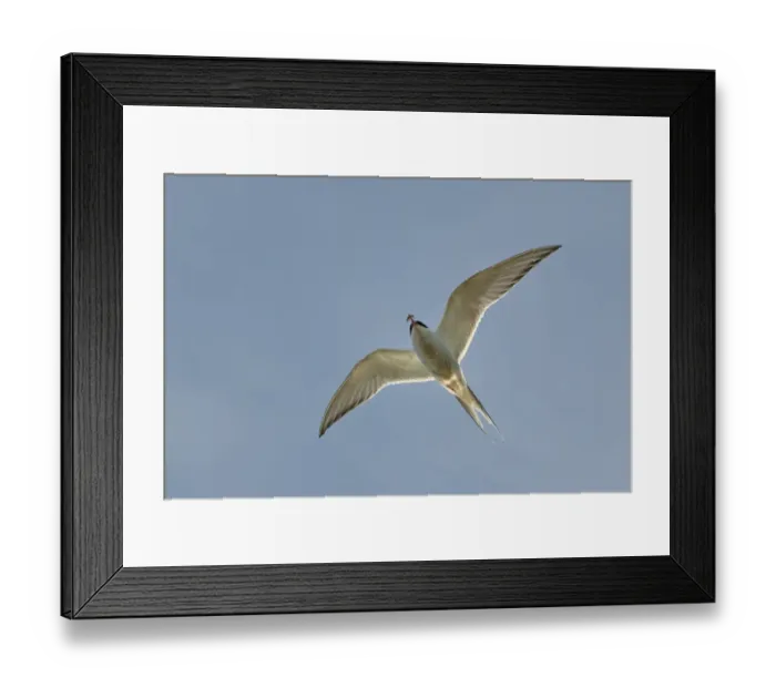 Framed Print : Cape Cormorant or Cape Shag -Phalacrocorax capensis-, adult flying, landing, Bettys Bay, Western Cape, South Africa