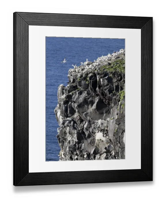 Framed Print : Northern Gannets -Morus bassanus-, colony on a volcanic vent in the sea, Rauoinupur, Iceland, Europe Framed Print : Northern Gannets -Morus bassanus-, colony on a volcanic vent in the sea, Rauoinupur, Iceland, Europe