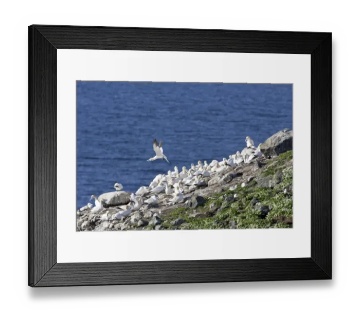 Framed Print : Northern Gannets -Morus bassanus-, colony on a volcanic vent in the sea, Rauoinupur, Iceland, Europe Framed Print : Northern Gannets -Morus bassanus-, colony on a volcanic vent in the sea, Rauoinupur, Iceland, Europe