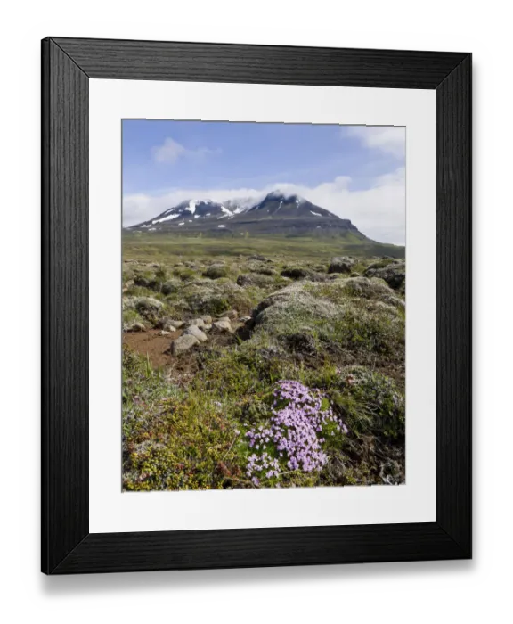 Framed Print : Moss campion or Cushion Pink -Silene acaulis-, Bakkaheioi, north coast, Iceland, Europe Framed Print : Moss campion or Cushion Pink -Silene acaulis-, Bakkaheioi, north coast, Iceland, Europe
