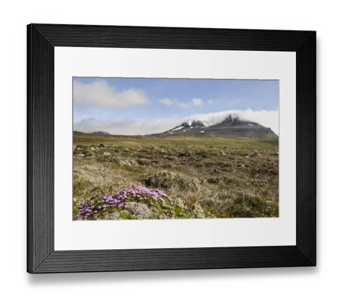 Framed Print : Moss campion or Cushion Pink -Silene acaulis-, Bakkaheioi, north coast, Iceland, Europe Framed Print : Moss campion or Cushion Pink -Silene acaulis-, Bakkaheioi, north coast, Iceland, Europe