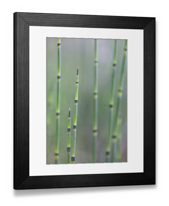 Framed Print : Water Horsetail or Swamp Horsetail -Equisetum fluviatile-, Emsland region, Lower Saxony, Germany, Europe