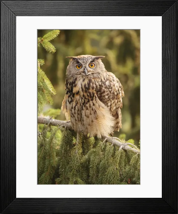 Framed Print : Eagle Owl -Bubo bubo-, Limburg an der Lahn, Hesse, Germany, Europe Framed Print : Eagle Owl -Bubo bubo-, Limburg an der Lahn, Hesse, Germany, Europe