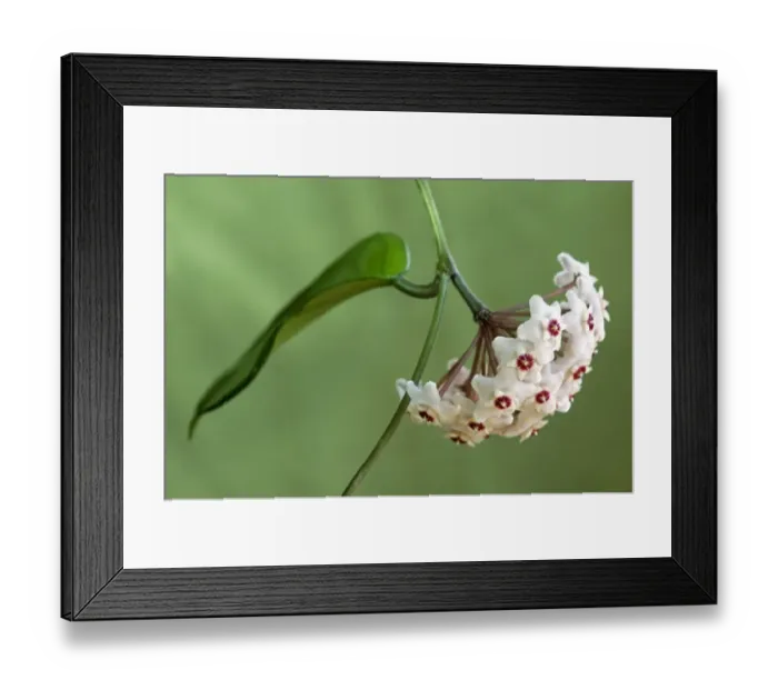 Framed Print : Flower umbel of a Wax Plant -Hoya carnosa-