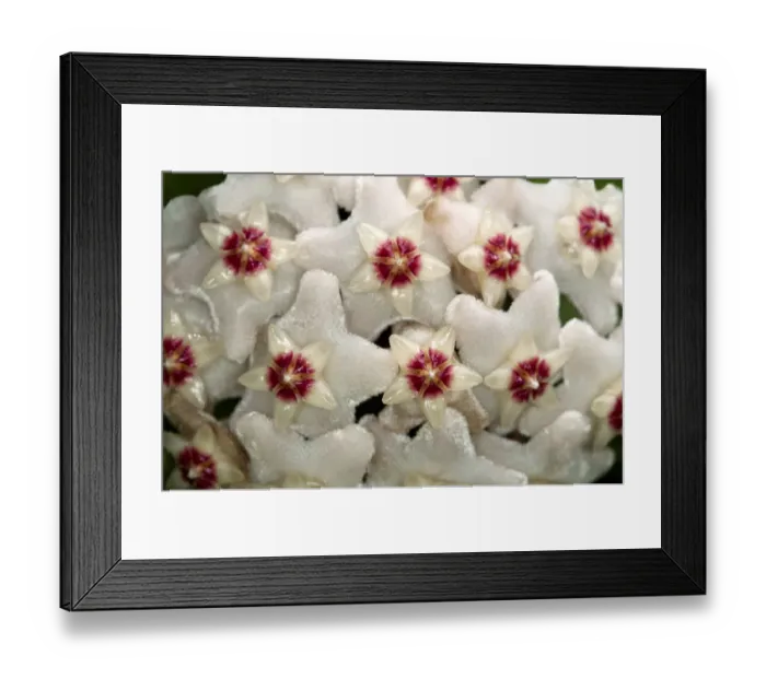 Framed Print : Closeup of a flower umbel of a Wax Plant -Hoya carnosa- Framed Print : Closeup of a flower umbel of a Wax Plant -Hoya carnosa-
