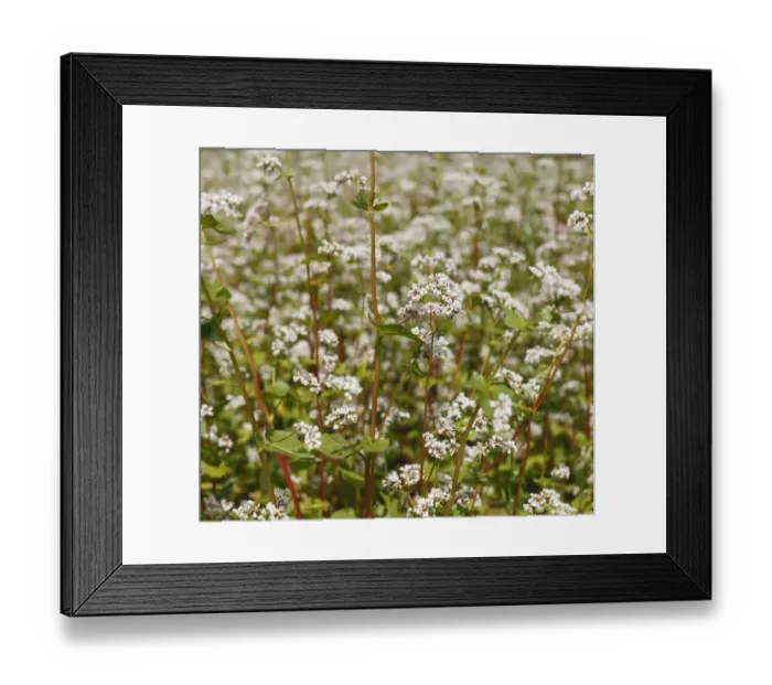 Framed Print : Common Buckwheat -Fagopyrum esculentum-, flowering, Franconia, Bavaria, Germany, Europe