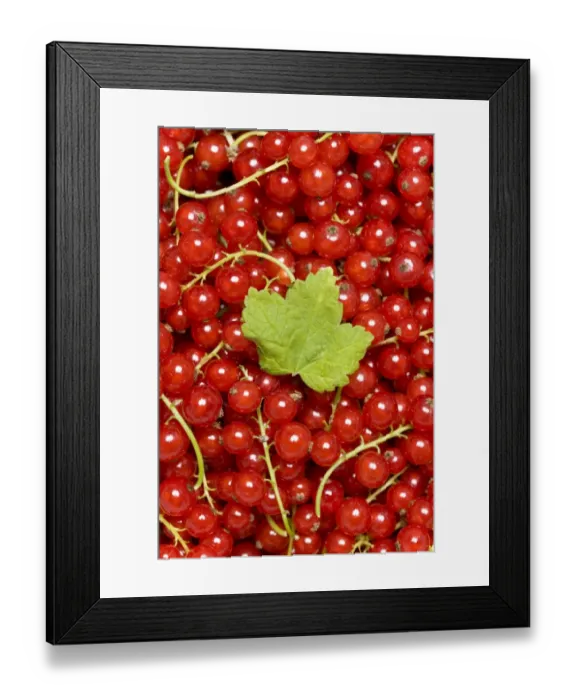 Framed Print : Red Currants -Ribes rubrum- with a leaf Framed Print : Red Currants -Ribes rubrum- with a leaf