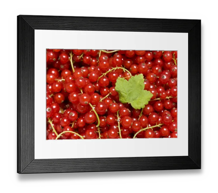 Framed Print : Red Currants -Ribes rubrum- with a leaf