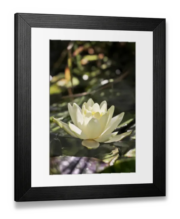 Framed Print : Water Lily -Nymphaea sp. -, Austria, Europe Framed Print : Water Lily -Nymphaea sp. -, Austria, Europe