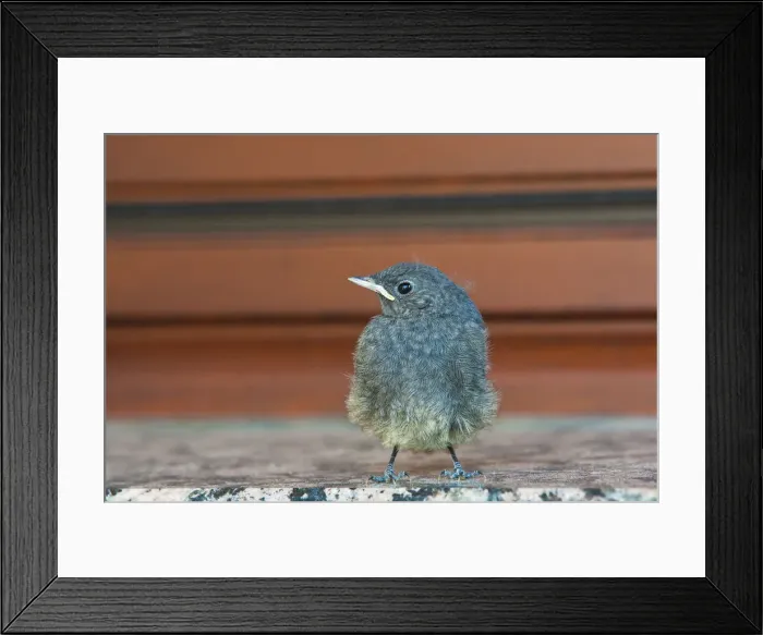 Framed Print : Juvenile Black Redstart -Phoenicurus ochruros-, Schmellwitz, Cottbus, Brandenburg, Germany Framed Print : Juvenile Black Redstart -Phoenicurus ochruros-, Schmellwitz, Cottbus, Brandenburg, Germany
