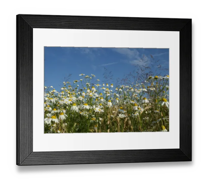 Framed Print : Chamomile -Matricaria chamomilla-, Allgaeu, Bavaria, Germany, Europe Framed Print : Chamomile -Matricaria chamomilla-, Allgaeu, Bavaria, Germany, Europe
