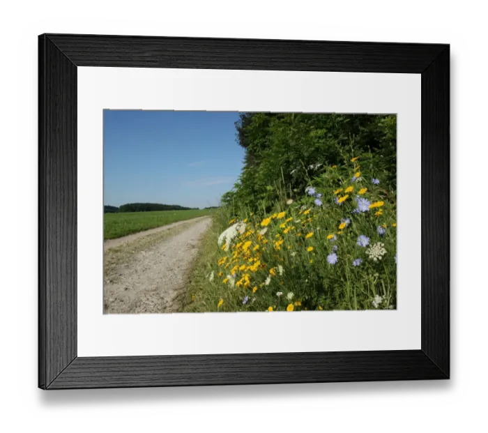Framed Print : Flowers on the roadside, Golden Marguerite or Yellow Chamomile -Anthemis tinctoria-, White Yarrow -Achillea millefolium-, blue Chicory -Cichorium intybus-, Allgaeu, Bavaria, Germany, Europe Framed Print : Flowers on the roadside, Golden Marguerite or Yellow Chamomile -Anthemis tinctoria-, White Yarrow -Achillea millefolium-, blue Chicory -Cichorium intybus-, Allgaeu, Bavaria, Germany, Europe