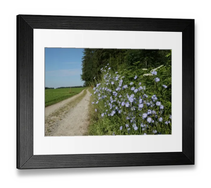 Framed Print : Chicory -Cichorium intybus- on a dirt road, Allgaeu, Bavaria, Germany, Europe Framed Print : Chicory -Cichorium intybus- on a dirt road, Allgaeu, Bavaria, Germany, Europe