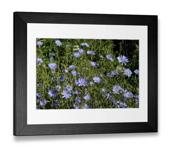 Framed Print : Chicory -Cichorium intybus-, Allgaeu, Bavaria, Germany, Europe Framed Print : Chicory -Cichorium intybus-, Allgaeu, Bavaria, Germany, Europe