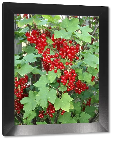 Red currants -Ribes rubrum-, garden fruit, Allgaeu, Bavaria, Germany, Europe