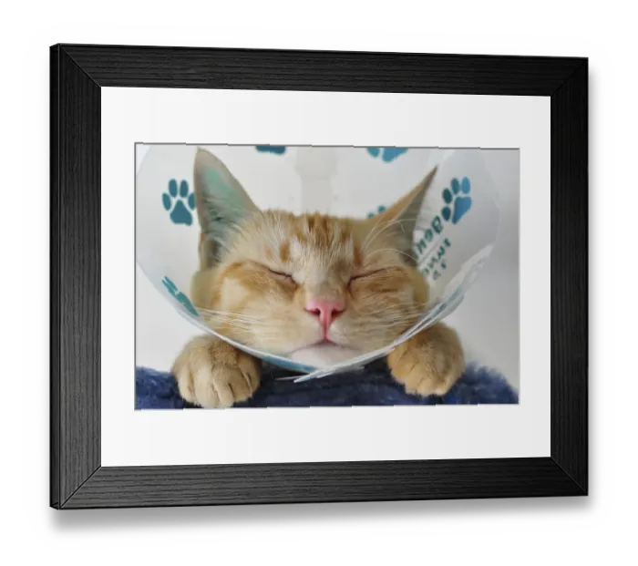 Framed Print : Domestic cat with a neck brace after a visit to the vets Framed Print : Domestic cat with a neck brace after a visit to the vets