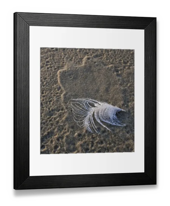 Framed Print : Gull feather with dew drops at the beach, Hirtshals, Denmark, Europe Framed Print : Gull feather with dew drops at the beach, Hirtshals, Denmark, Europe
