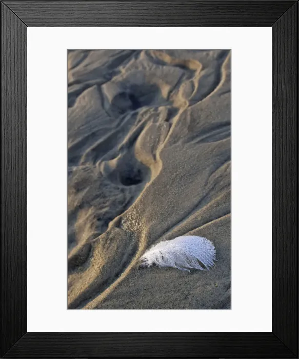 Framed Print : Gull feather with dew drops at the beach, Hirtshals, Denmark, Europe Framed Print : Gull feather with dew drops at the beach, Hirtshals, Denmark, Europe