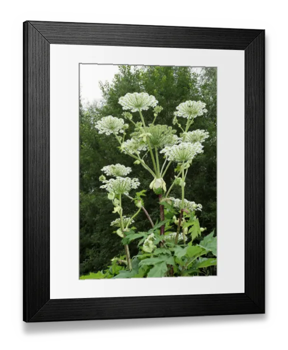 Framed Print : Giant hogweed or giant cow parsley -Heracleum mantegazzianum-, Allgaeu, Bavaria, Germany, Europe Framed Print : Giant hogweed or giant cow parsley -Heracleum mantegazzianum-, Allgaeu, Bavaria, Germany, Europe