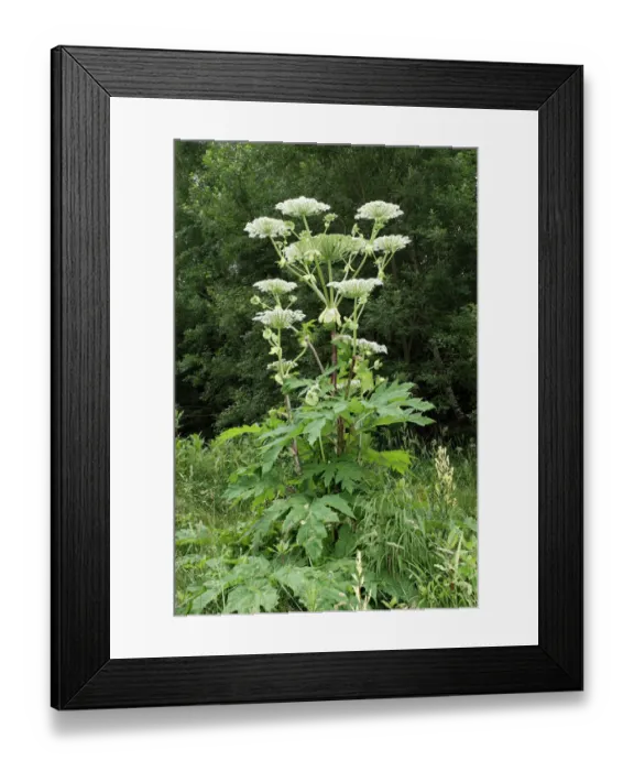 Framed Print : Giant hogweed or giant cow parsley -Heracleum mantegazzianum-, Allgaeu, Bavaria, Germany, Europe Framed Print : Giant hogweed or giant cow parsley -Heracleum mantegazzianum-, Allgaeu, Bavaria, Germany, Europe