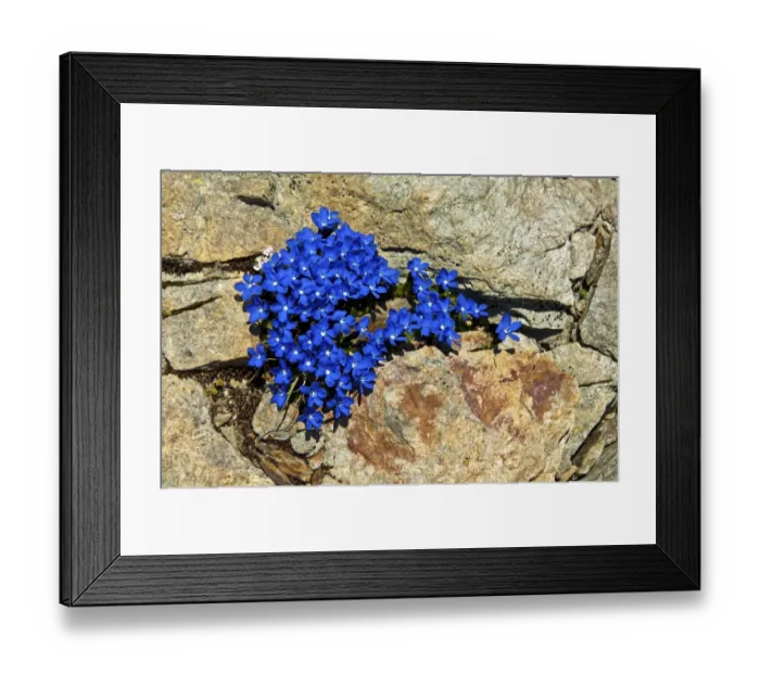 Framed Print : Spring Gentian -Gentiana verna-, Lotschental, Canton of Valais, Switzerland Framed Print : Spring Gentian -Gentiana verna-, Lotschental, Canton of Valais, Switzerland