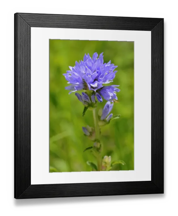 Framed Print : Bristly Bellflower -Campanula cervicaria-, Switzerland, Europe