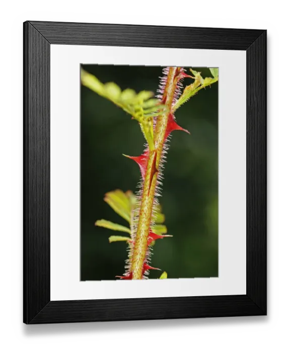 Framed Print : Omei rose -Rosa omeiensis-, red spined stem