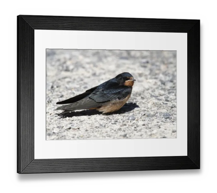 Framed Print : Barn Swallow -Hirundo rustica-, fledged young sitting on ground, Illmitz, Lake Neusiedl, Burgenland, Austria, Europe Framed Print : Barn Swallow -Hirundo rustica-, fledged young sitting on ground, Illmitz, Lake Neusiedl, Burgenland, Austria, Europe