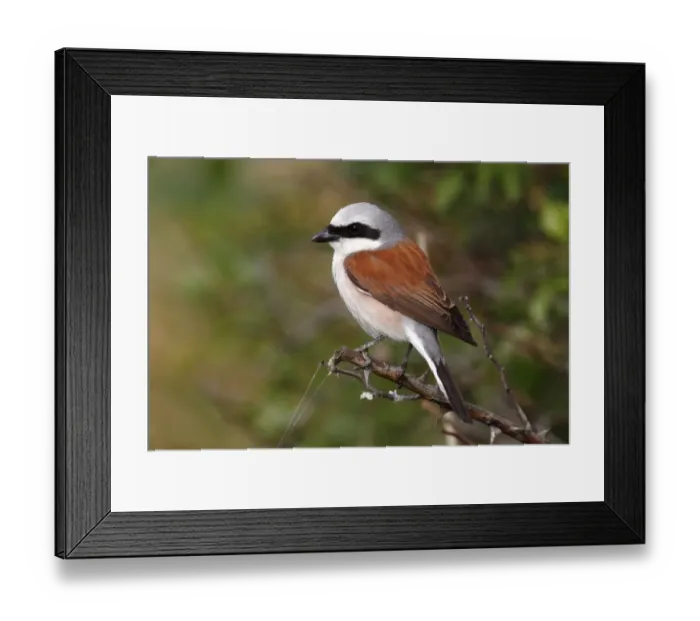 Framed Print : Red-backed Shrike -Lanius collurio-, male, perched on a twig, Apetlon, Lake Neusiedl, Burgenland, Austria Framed Print : Red-backed Shrike -Lanius collurio-, male, perched on a twig, Apetlon, Lake Neusiedl, Burgenland, Austria