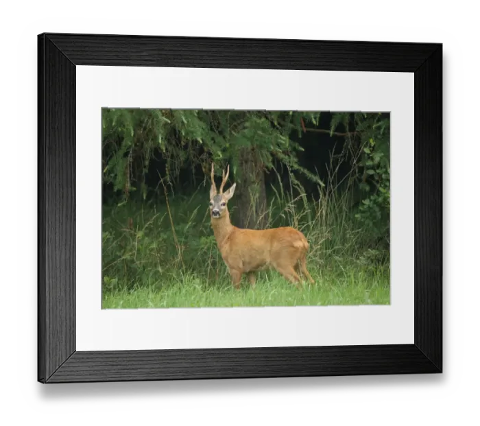 Framed Print : Roebuck -Capreolus capreolus- in red summer coat, Allgaeu, Bavaria, Germany, Europe Framed Print : Roebuck -Capreolus capreolus- in red summer coat, Allgaeu, Bavaria, Germany, Europe