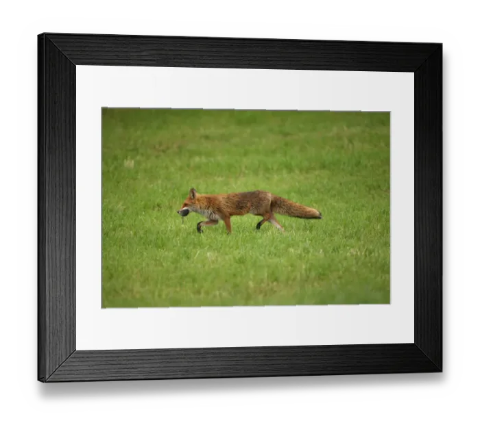 Framed Print : Fox -Vulpes vulpes- with rat prey, Allgaeu, Bavaria, Germany, Europe