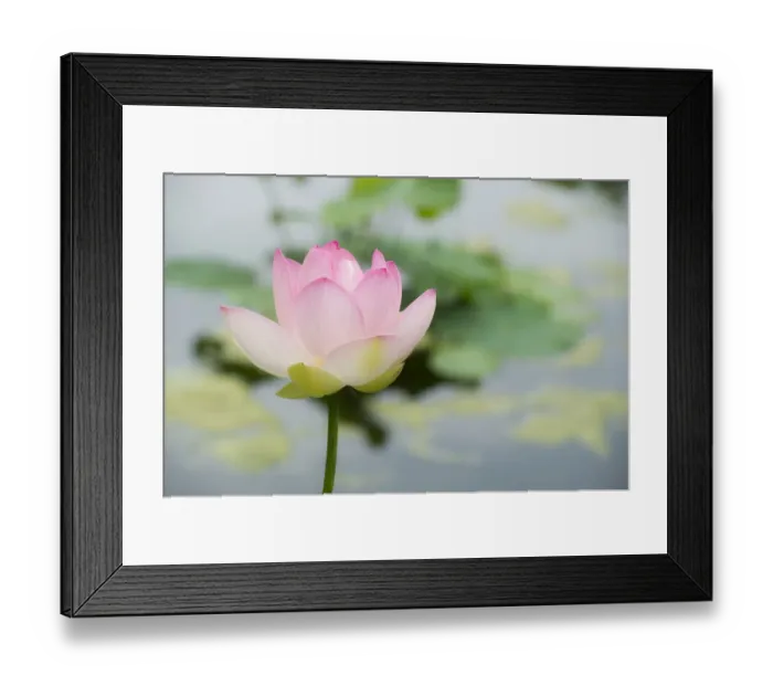 Framed Print : Lotus -Nelumbo- Framed Print : Lotus -Nelumbo-