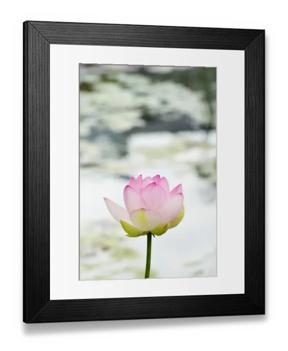 Framed Print : Lotus -Nelumbo- Framed Print : Lotus -Nelumbo-