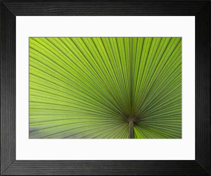 Framed Print : California Washingtonia, Northern Washingtonia, California fan pal -Washingtonia filifera-, palm frond Framed Print : California Washingtonia, Northern Washingtonia, California fan pal -Washingtonia filifera-, palm frond