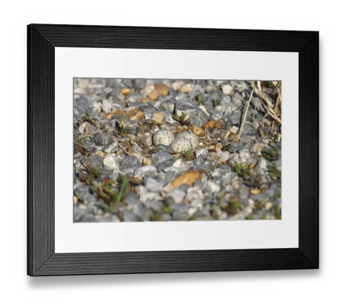 Framed Print : Little Ringed Plover -Charadrius dubius-, nest with eggs, well camouflaged on a gravel bank, Apetlon, Lake Neusiedl, Burgenland, Austria, Europe Framed Print : Little Ringed Plover -Charadrius dubius-, nest with eggs, well camouflaged on a gravel bank, Apetlon, Lake Neusiedl, Burgenland, Austria, Europe