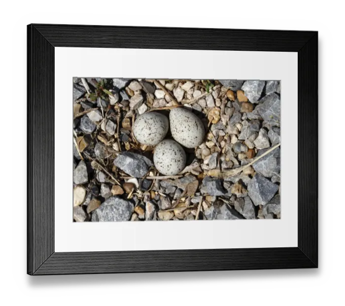 Framed Print : Little Ringed Plover -Charadrius dubius-, nest with three eggs, Apetlon, Lake Neusiedl, Burgenland, Austria, Europe Framed Print : Little Ringed Plover -Charadrius dubius-, nest with three eggs, Apetlon, Lake Neusiedl, Burgenland, Austria, Europe