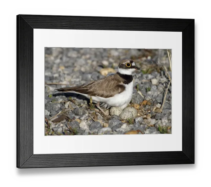 Framed Print : Little Ringed Plover -Charadrius dubius-, on a nest with eggs on a gravel bank, Apetlon, Lake Neusiedl, Burgenland, Austria, Europe Framed Print : Little Ringed Plover -Charadrius dubius-, on a nest with eggs on a gravel bank, Apetlon, Lake Neusiedl, Burgenland, Austria, Europe