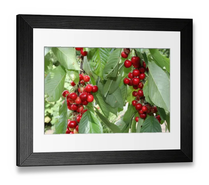 Framed Print : Organic Wild cherry, Sweet cherry or Gean -Prunus avium-, Allgaeu, Bavaria, Germany, Europe Framed Print : Organic Wild cherry, Sweet cherry or Gean -Prunus avium-, Allgaeu, Bavaria, Germany, Europe