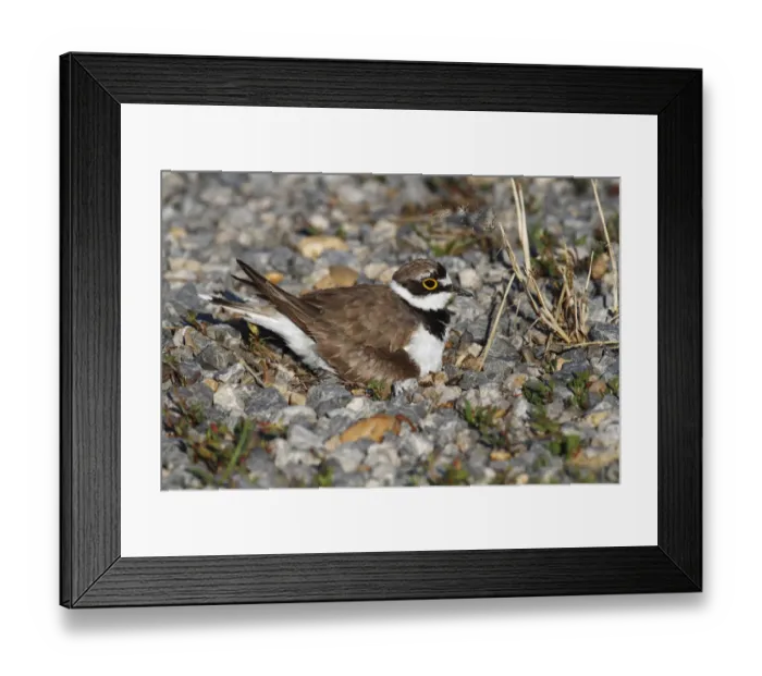 Framed Print : Ringed Plover -Charadrius dubius- perched on nest, Burgenland, Austria