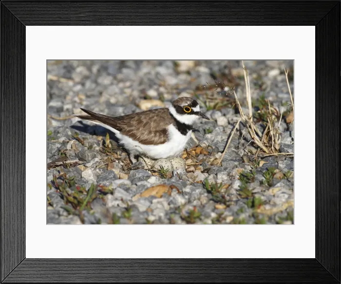 Framed Print : Ringed Plover -Charadrius dubius- perched on nest with eggs, Burgenland, Austria