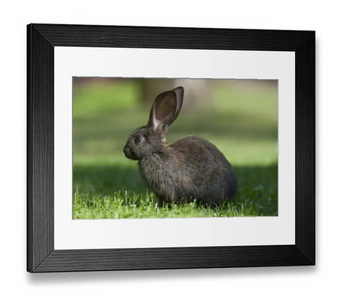 Framed Print : Domestic rabbit -Oryctolagus cuniculus forma domestica- in meadow, Poland, Europe Framed Print : Domestic rabbit -Oryctolagus cuniculus forma domestica- in meadow, Poland, Europe