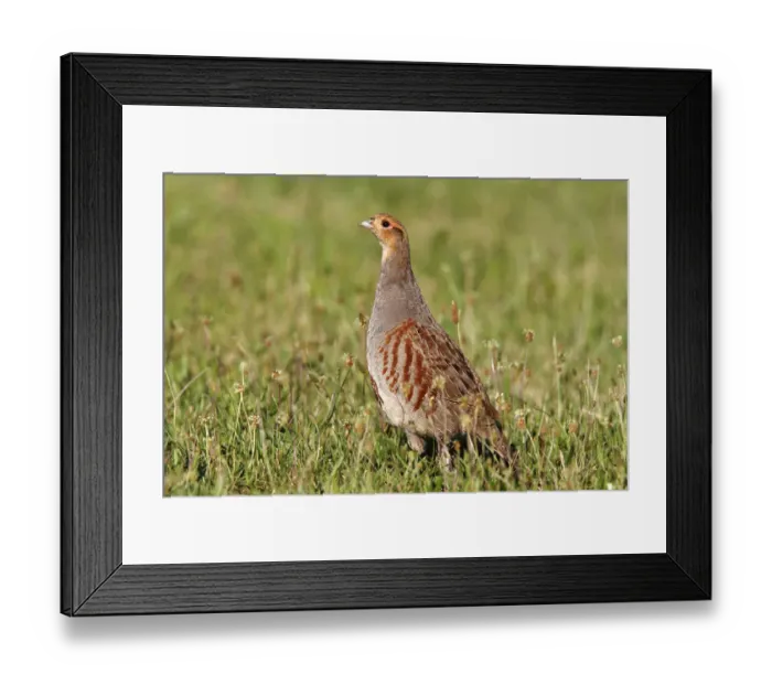 Framed Print : Grey or English Patridge -Perdix perdix-, cock, alert, Apetlon, Lake Neusiedl, Burgenland, Austria, Europe Framed Print : Grey or English Patridge -Perdix perdix-, cock, alert, Apetlon, Lake Neusiedl, Burgenland, Austria, Europe