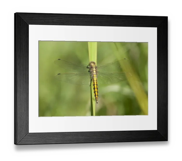 Framed Print : Black-tailed Skimmer -Orthetrum cancellatum-, juvenile dragonfly on a blade of grass, Barum, Lower Saxony, Germany, Europe Framed Print : Black-tailed Skimmer -Orthetrum cancellatum-, juvenile dragonfly on a blade of grass, Barum, Lower Saxony, Germany, Europe
