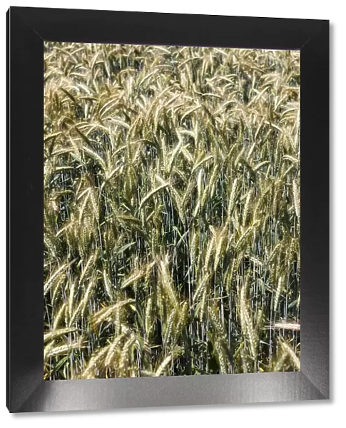 Field of Rye -Secale cereale-