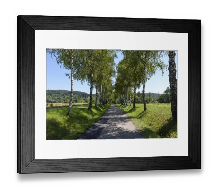 Framed Print : Birch-lined avenue, Baden-Wuerttemberg, Germany, Europe, PublicGround Framed Print : Birch-lined avenue, Baden-Wuerttemberg, Germany, Europe, PublicGround