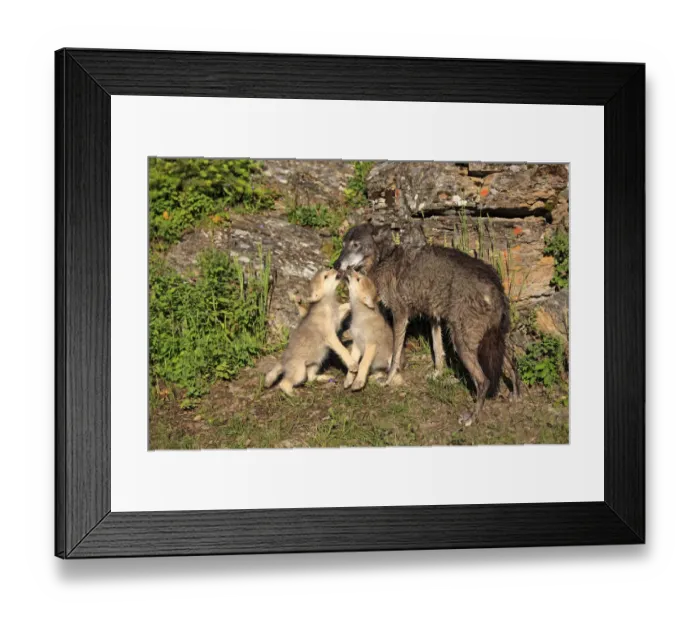 Framed Print : Eastern Wolf -Canis lupus-, female with a begging pups, eight weeks, captive, Montana, United States Framed Print : Eastern Wolf -Canis lupus-, female with a begging pups, eight weeks, captive, Montana, United States