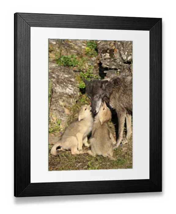 Framed Print : Eastern Wolf -Canis lupus-, female with a begging pups, eight weeks, captive, Montana, United States Framed Print : Eastern Wolf -Canis lupus-, female with a begging pups, eight weeks, captive, Montana, United States